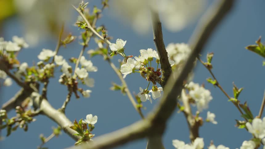 Slow zoom out of cherry blossoms hanging in full bloom from a cherry tree under a brilliant blue sky