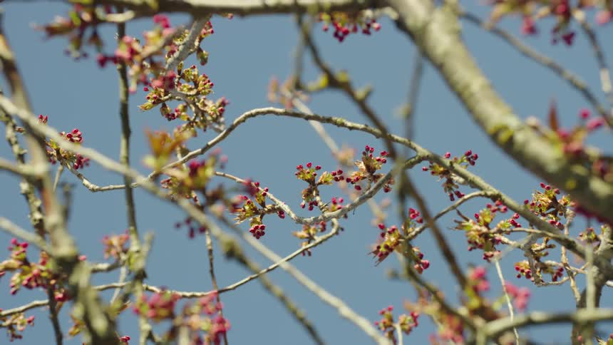 Slow zoom out rotating shot of pink cherry blossoms weaved throughout a mature cherry tree