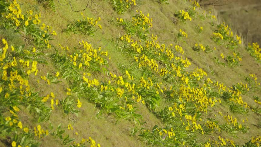 The camera rotates around a hillside covered in yellow Arrowleaf Balsamroot flowers in the peak of spring