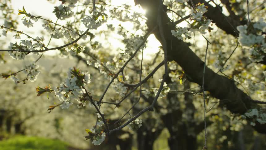 The camera pulls back from white cherry blossoms in peak bloom as the sun backlights the shot and causes very pleasing lens flares