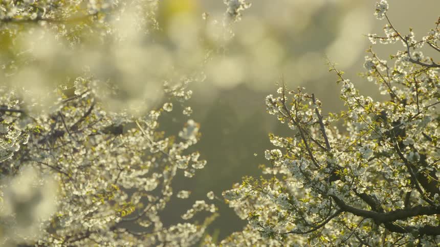 Honey pollinator bee's fly from branch to branch as thousands of cherry blossoms bloom at the height of spring communicating joy and the fun of Spring