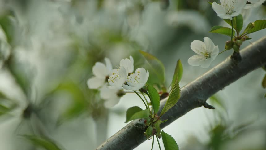 The camera slowly rotates centered on a fluttering cherry blossom as small ants travel from side to side on the branches at the busy fruit orchard