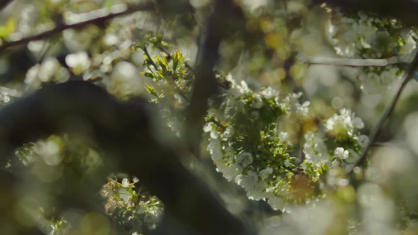 Pollinating honey bees flying around the white cherry blossoms and flowers in an orchard in beautiful evening light