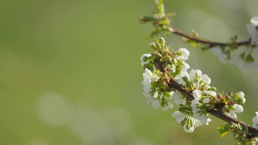 An awesome green background as the camera slowly pans left showing a picturesque branch full of white cherry blossoms