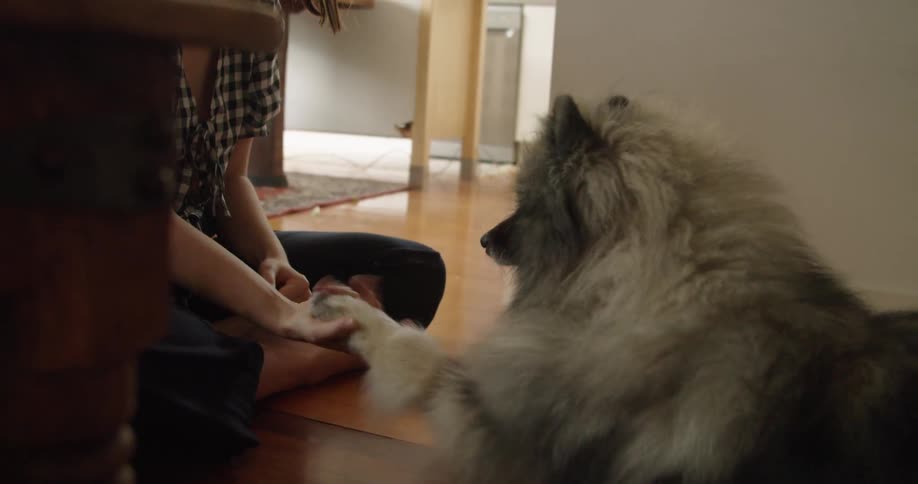 A woman shakes hands with her dog