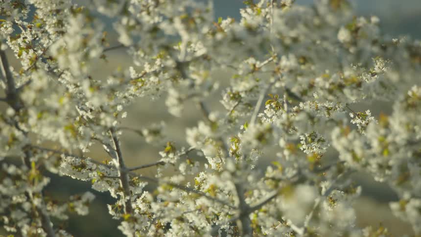 A yellow finch flies from branch to branch in a beautiful cherry tree full of cherry blossoms at the height of the spring bloom