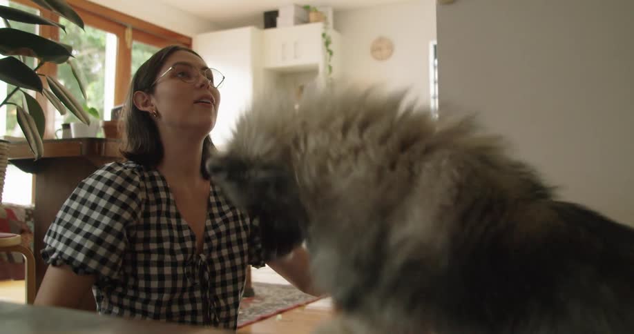 A dog is jumping up playing with a woman