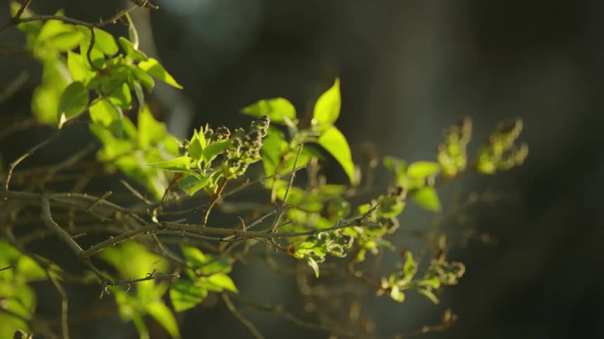 Plant with buds growing and bright green leaves under a back lit sun communicate the beauty and spirit of the spring season