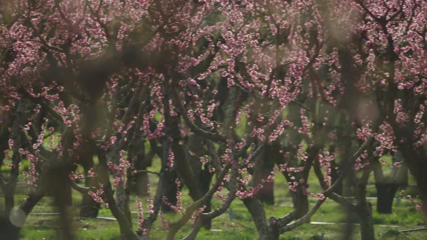 Pink flower blossoms on tree branches in the height of the spring bloom