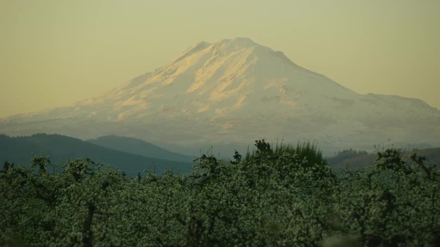 Mount Adams at sunset in the background as the camera dollies past thousands of beautiful cherry blossoms on cherry trees at the height of spring