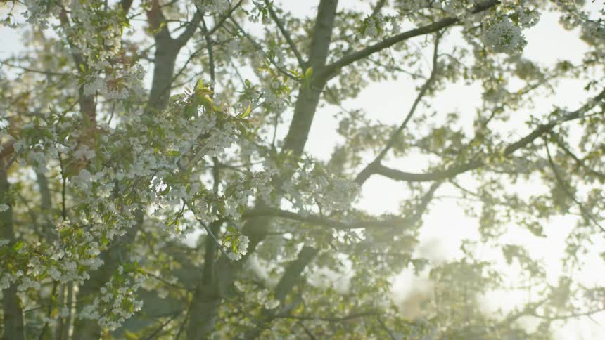 The late afternoon sun shines warmly on cherry tree branches full of thousands of cherry blossoms