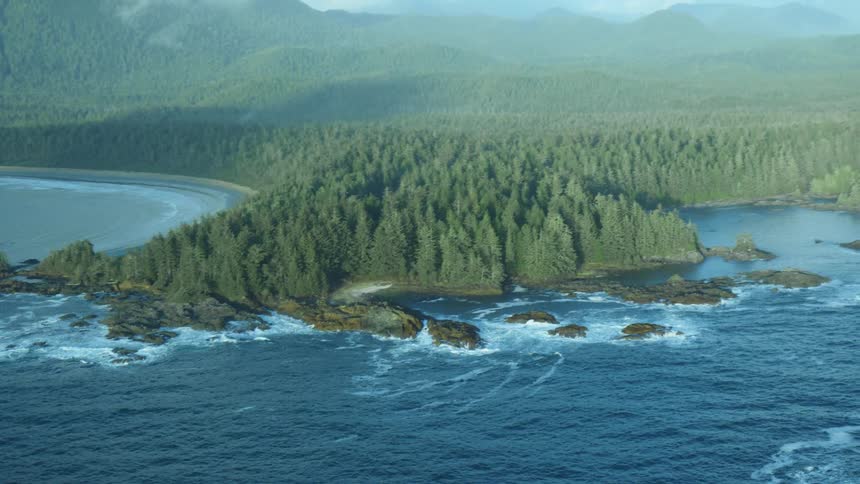 The forest meets the sea on a foggy day