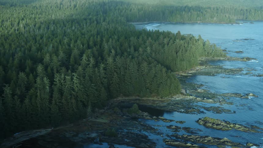 Trees are surrounding a lake in spring