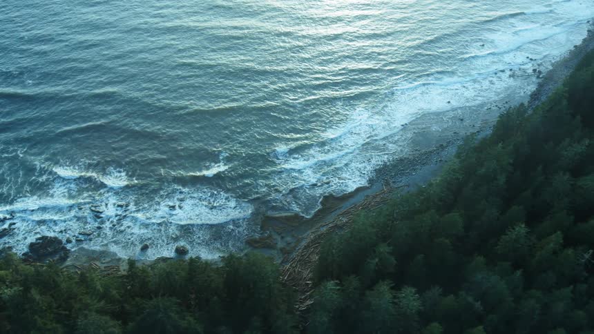 A coast with waves of water and a forest with trees