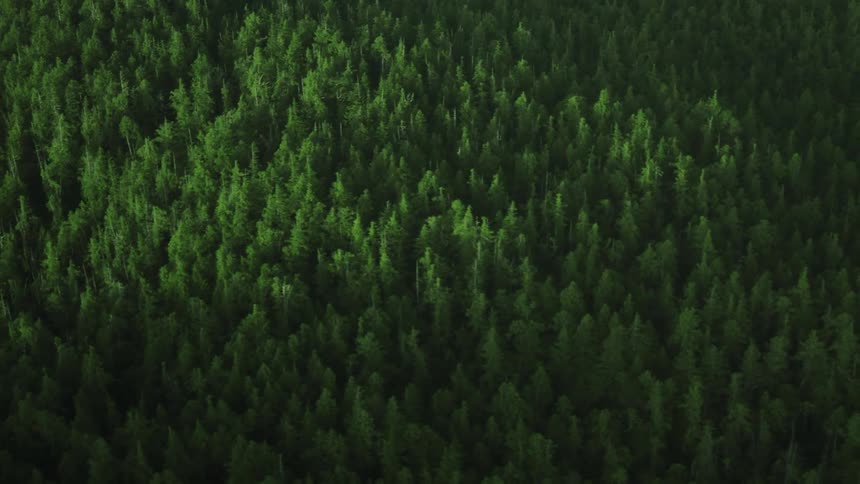 Forest with many trees