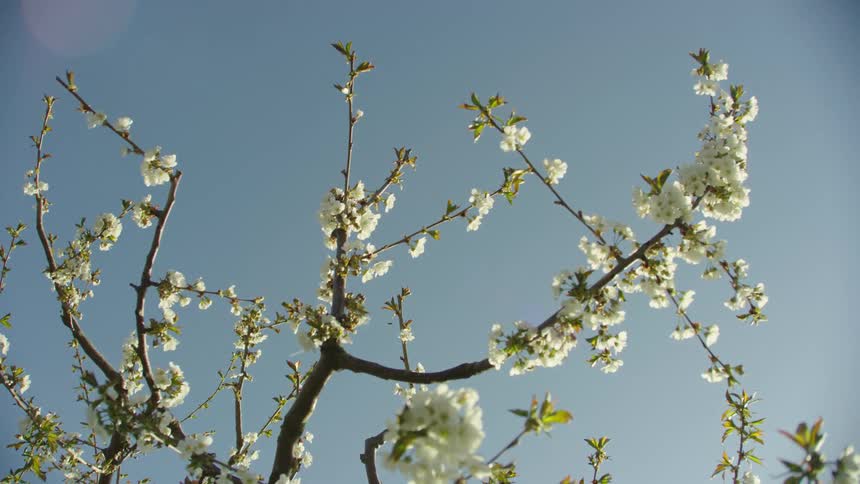Cheery flowers are blossoming on a tree in spring as the camera looks up to a vast blue sky full of warmth