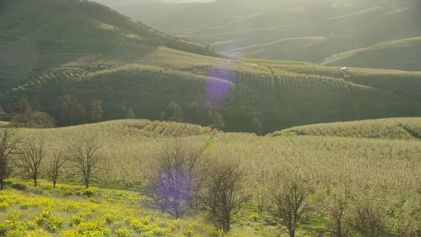A vast rolling hill vista full of rows of flowering cherry trees under the warm and golden spring sun with yellow Arrowleaf Balsam root flowers in the foreground