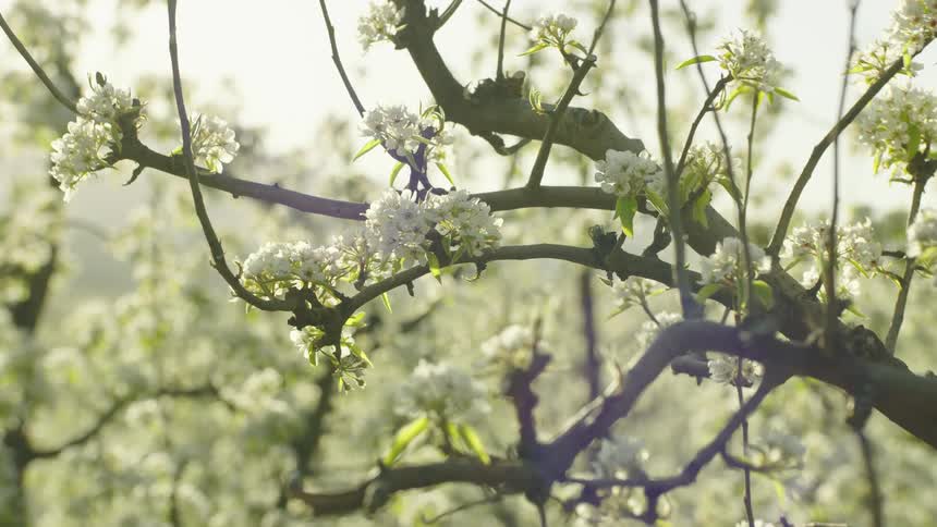 High energy and abstract dynamic rotating zoom shot of cherry blossoms in bloom during the peak of spring