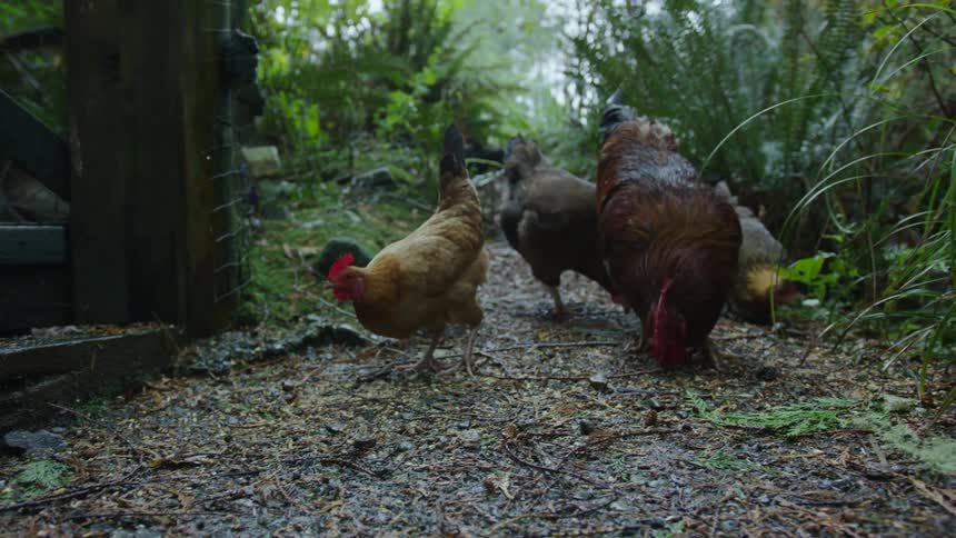 Chickens and roosters feeding on the ground in the countryside