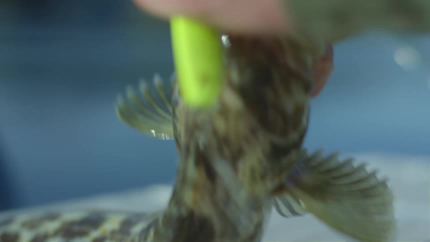 A person cutting up a fish
