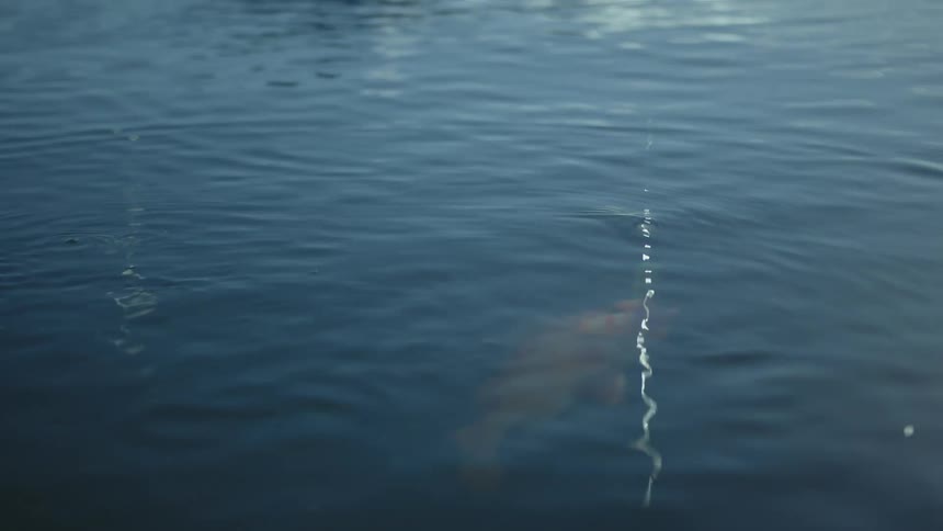 A fishing line in water catching a fish