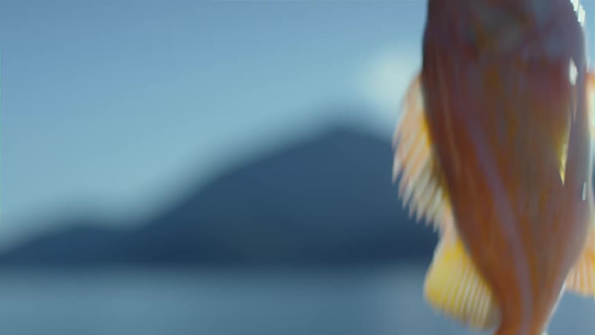 Fish hanging from a hook on a fishing boat in a lake at morning