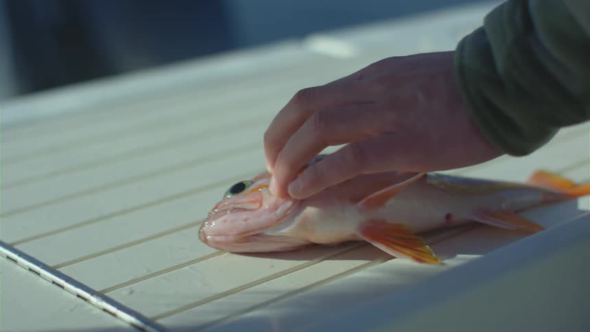 Person removes hook from mouth of fish lying on its side