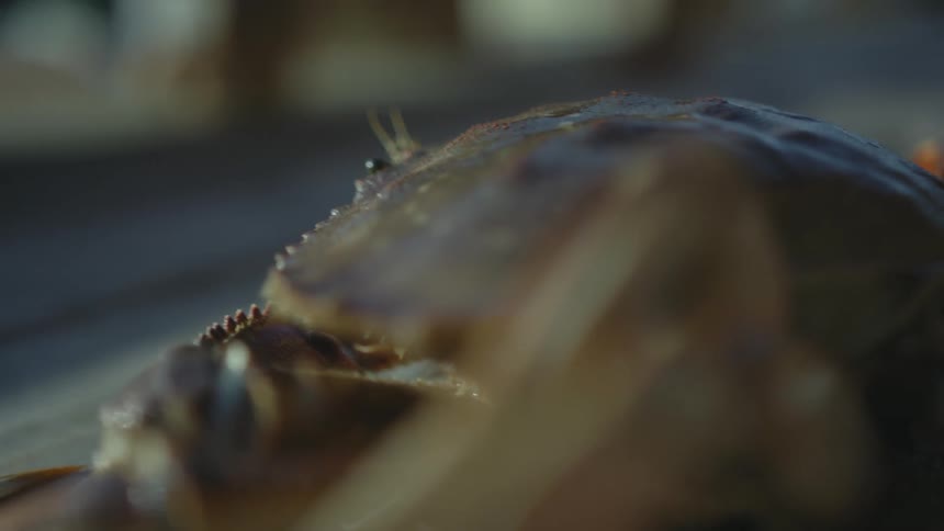 A dark green crab sits on a wooden pier