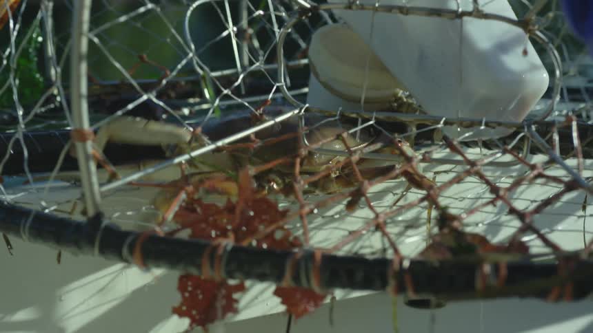 Crab walking inside a trap on a fishing boat