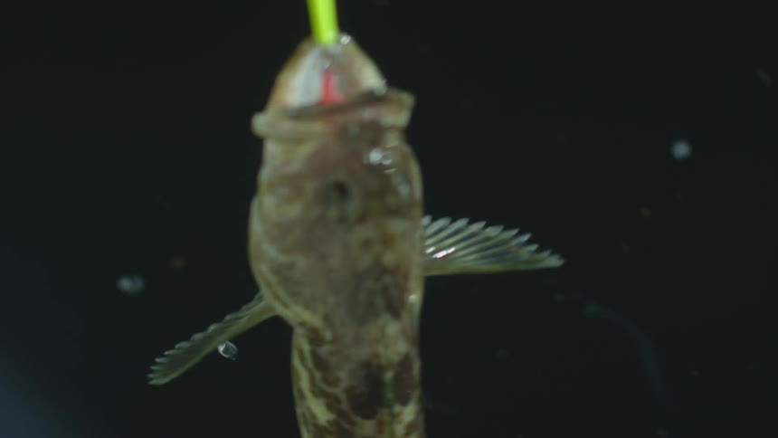 A fish hanging from a hook in a fishing line
