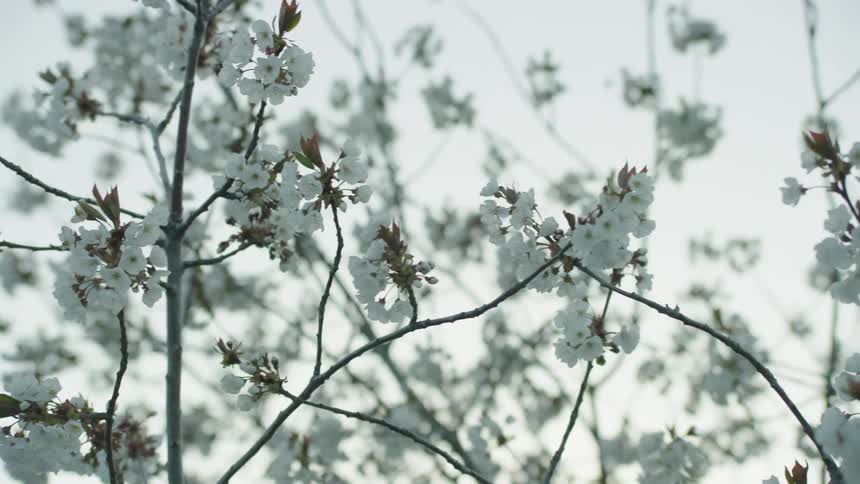 Snow cherry blossoms on agains a stark spring sky as the camera dollys across them