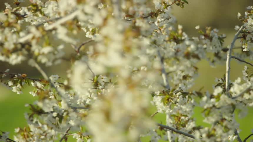 With high energy we fly past and rotate around beautiful cherry blossoms as spring emerges after a long cold winter