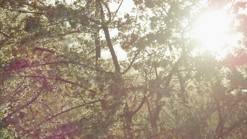 Backlit warm sunlight filtering through the branches of flowering cherry blossoms in the beauty of Spring