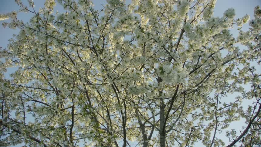 Cherry tree with blossoms in full bloom as the camera orbits around the tree and looks up to the brilliant blue sky