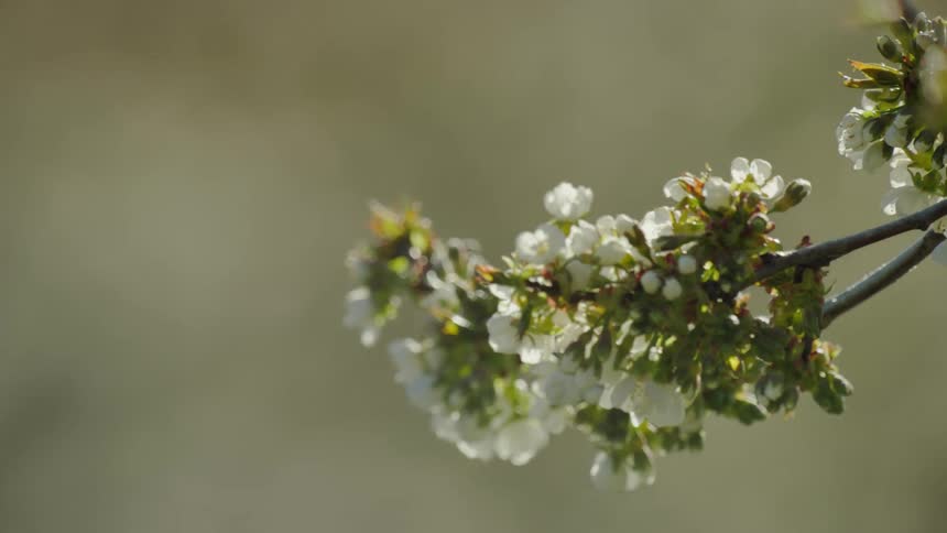 A pollinating honeybee is collecting pollen from a white cherry flower blossom in this awesome dynamic moving shot