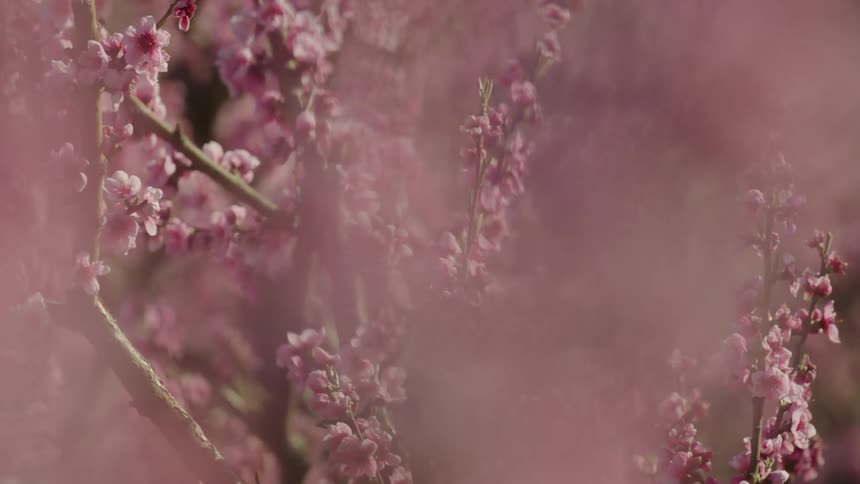 Thousands of Migoro pink cherry blossoms in full bloom with pollinating insects flying from branch to branch