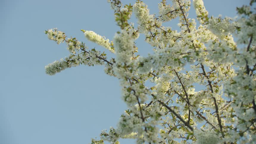 White flower blossoms blooming on trees