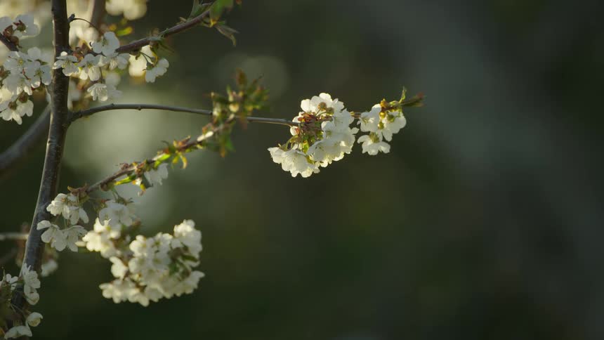 A beautiful cherry blossom in full bloom against a dark green background at sunset