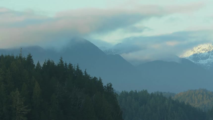 Snow covered mountains sit behind a dense forest