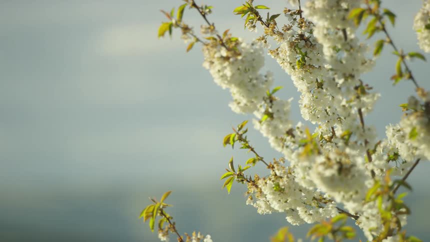 The camera dynamically passes by branches full of white cherry blossoms in the beauty of spring and warm weather