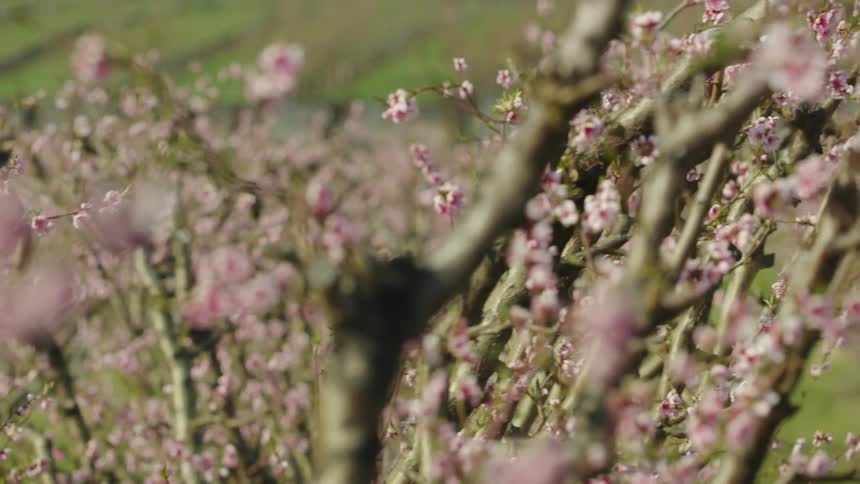 Dolly shot of hundreds of pink cherry blossoms in the spring season