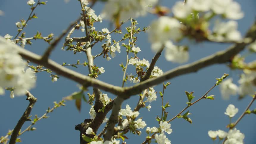 Slow zoom out of an intricate web of cherry branches on a cherry tree in the full bloom of spring with a bright blue and clear sky in the background