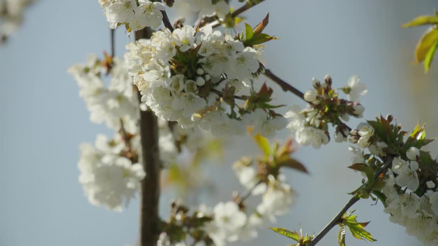 The camera slowly tilts up to a branch full of white cherry blossoms under a vast blue spring sky
