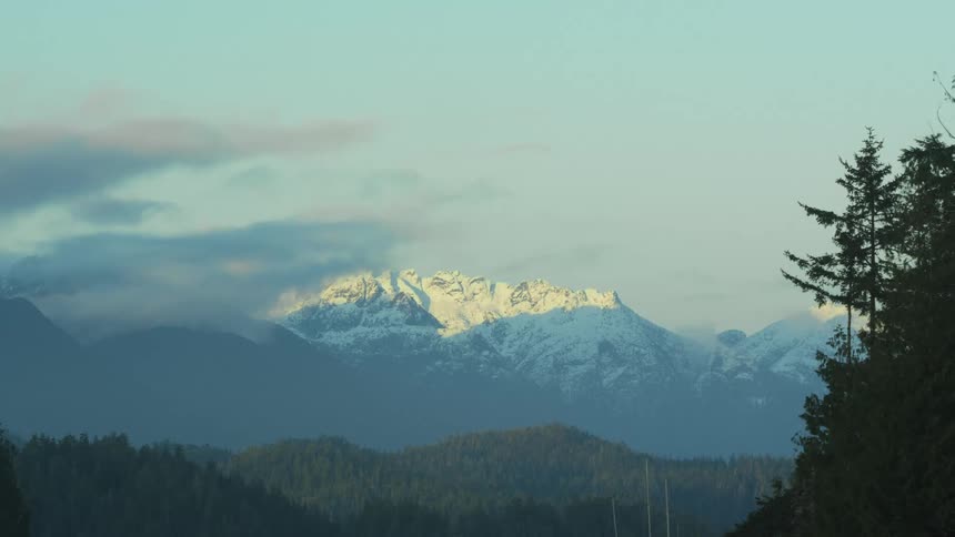 Forest with snow covered mountains in the distance