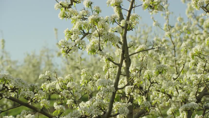 Thousands of pear blossoms in full bloom as the camera looks back to a warm spring sun