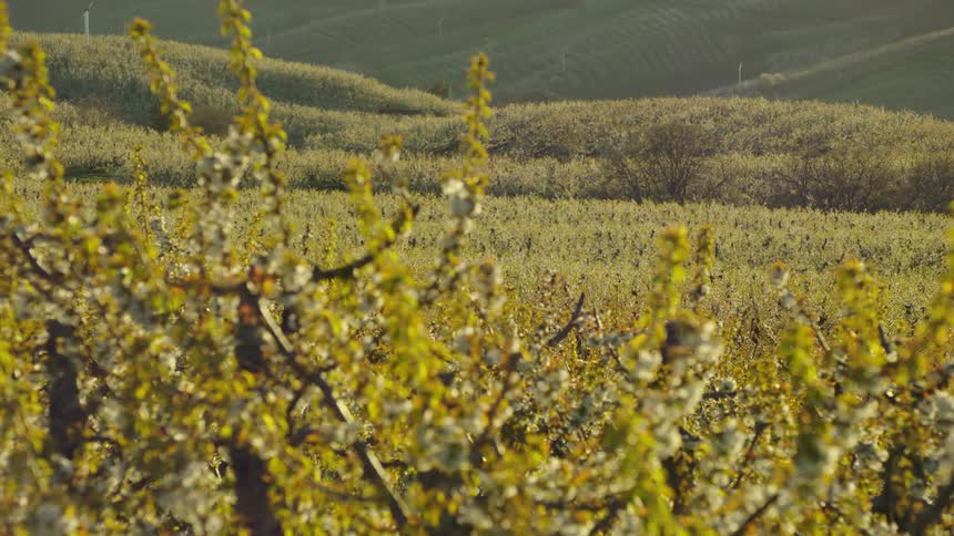 A bird flies over rolling hills of trees full of white cherry blossoms in the heart of spring