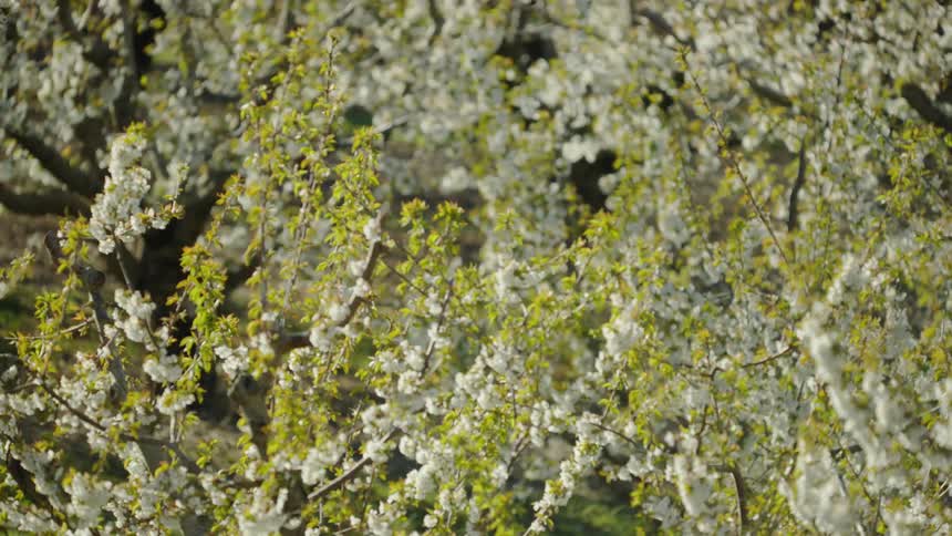Small green leaves and white flowering cherry blossoms are seen as the camera dynamically moves through a vast city park in spring time