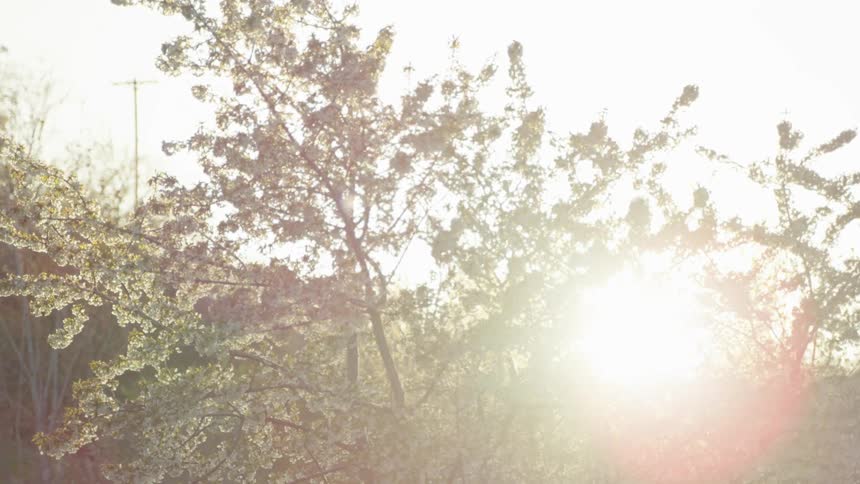 Awesome backlit flaring shot of a cherry tree in full bloom in a city park during spring