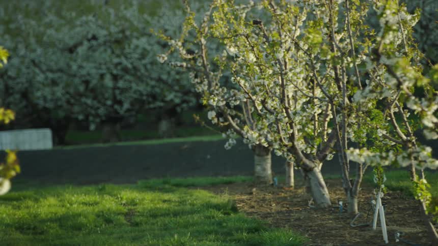 White cherry flower blossoms blooming on trees as the camera passes by neat rows at a cherry fruit orchad in spring