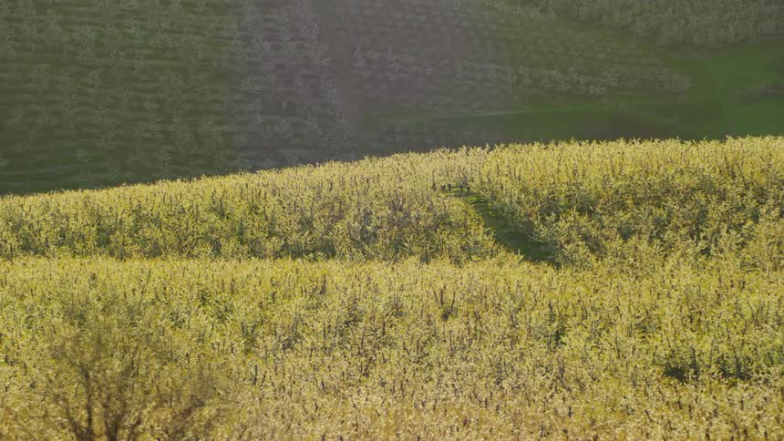Bucolic and pastoral rolling hills of cherry blossoms in full bloom under a golden spring sunshine in Spring
